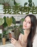 我要向老婆复仇