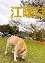 江暖陆行瞻