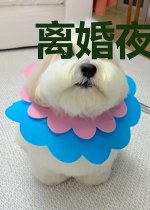 离婚夜,渣男老公忽然反悔来敲门