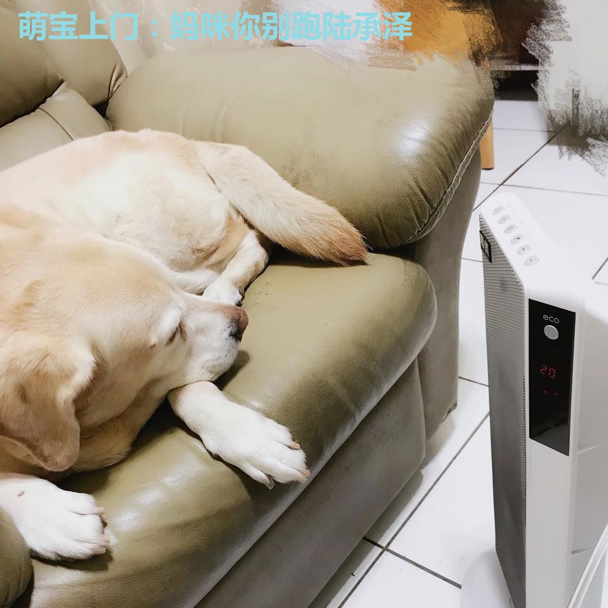 萌宝上门:妈咪你别跑陆承泽