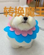转换魔王契约者