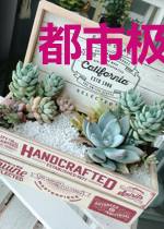 都市极品邪尊